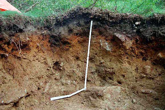 Illacrimate sepolture: curiosità e ricerca scientifica nella storia delle riesumazioni