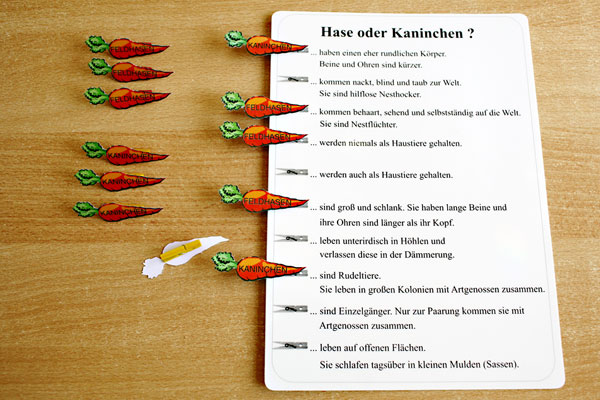 hasenspiel hasenspiel