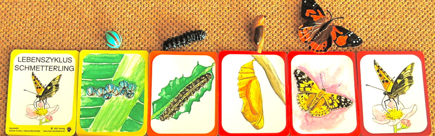 Lebenszyklus Schmetterling - Lernmaterial-Shop - BEL Montessori