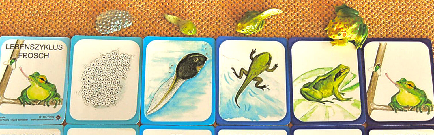 Entwicklung Vom Laich Zum Frosch Lebenszyklus Frosch - Lernmaterial-Shop - BEL Montessori