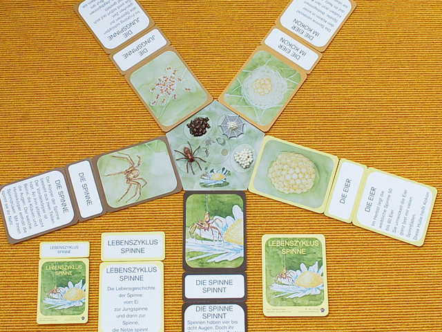 Lebenszyklus Spinne - Lernmaterial-Shop - BEL Montessori