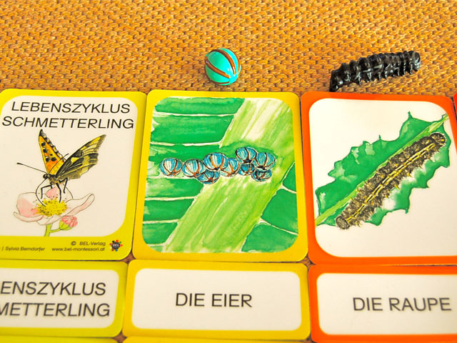 Lebenszyklus Schmetterling - Lernmaterial-Shop - BEL Montessori