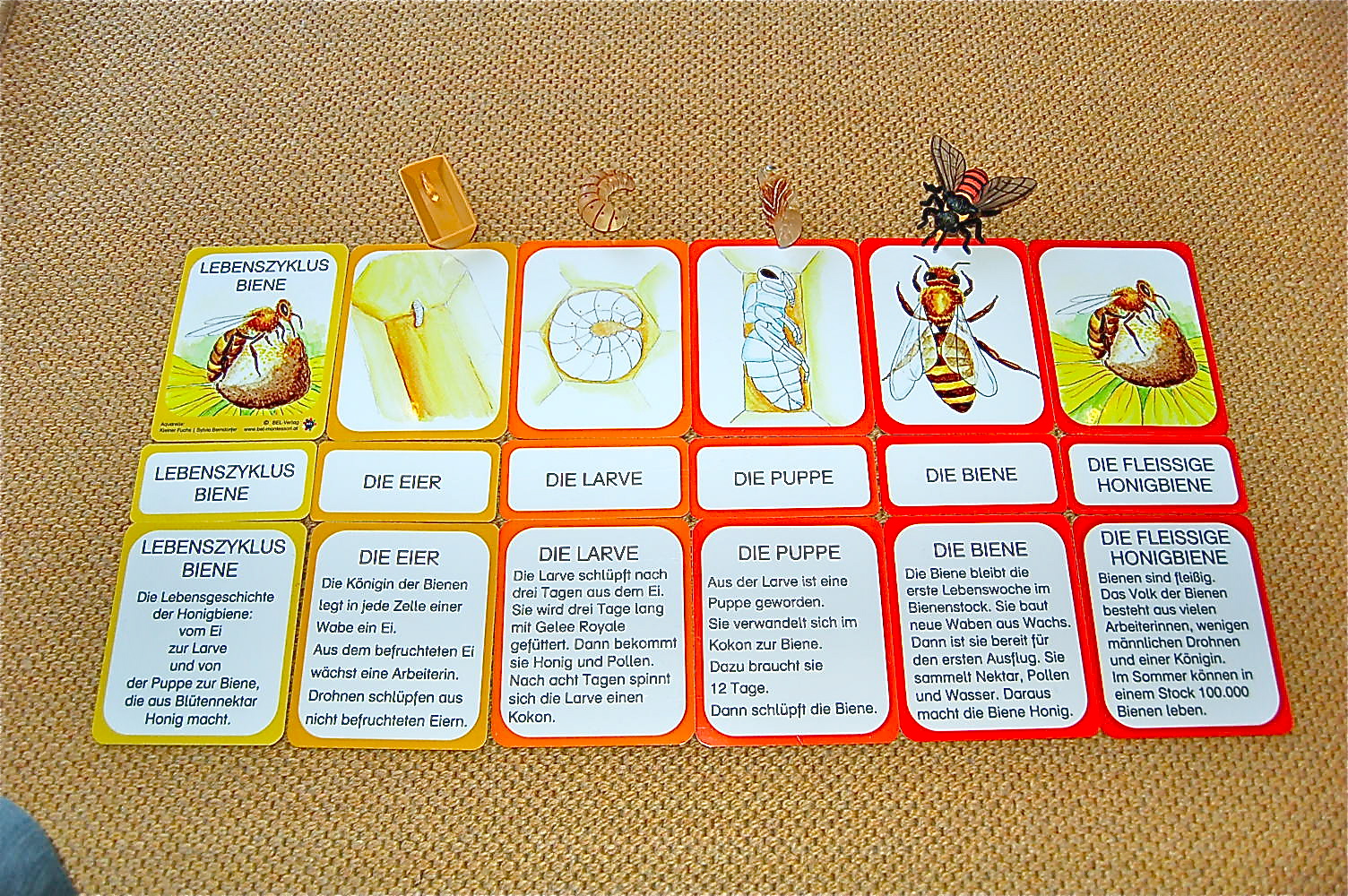 Lebenszyklus Biene - Lernmaterial-Shop - BEL Montessori