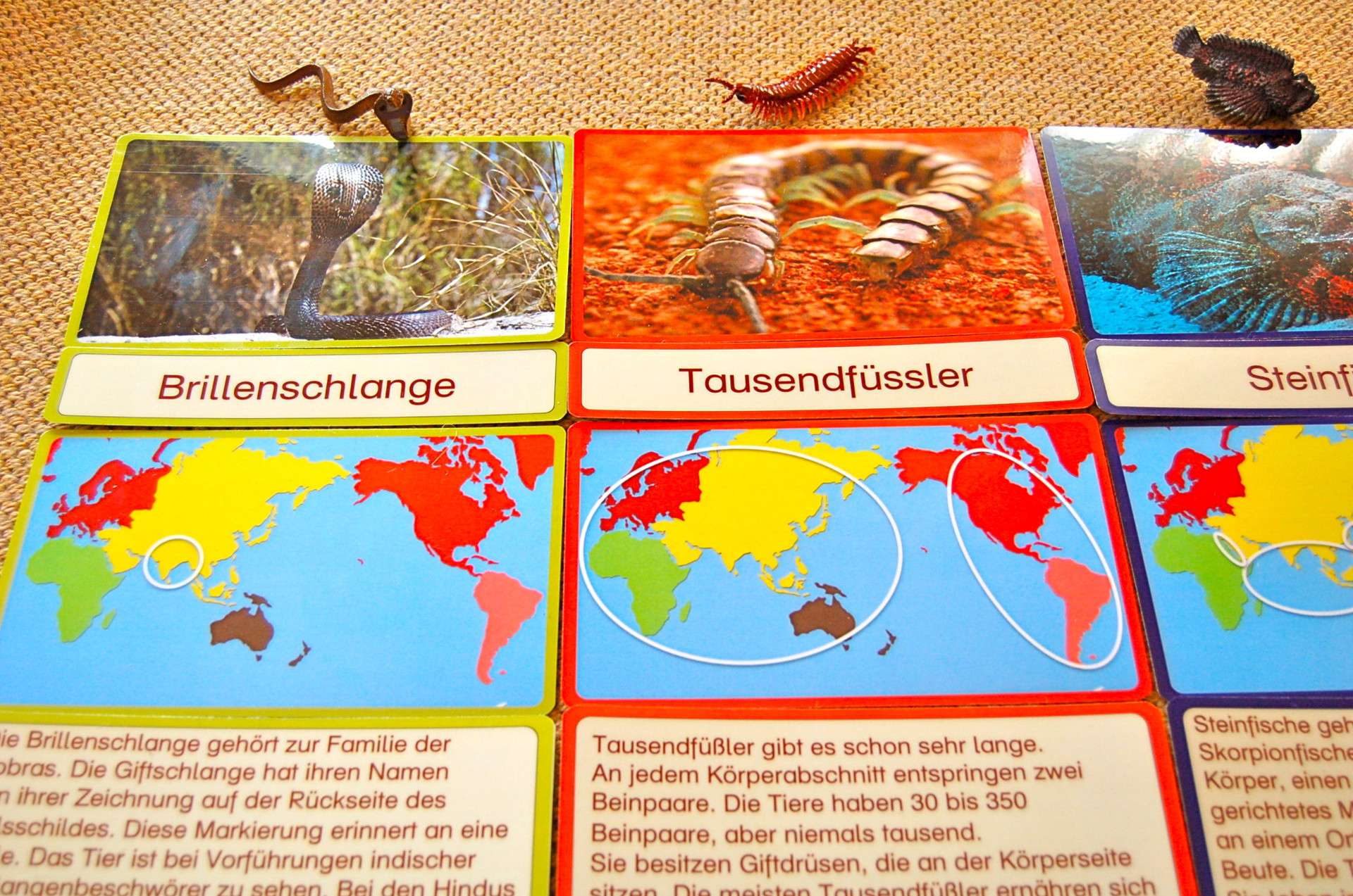 Giftige Tiere BEL Montessori