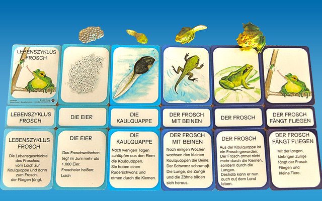 Vom Laich Zum Frosch Entwicklung Arbeitsblatt Biologie - Kosmisches Material - Lernmaterial-Shop - BEL Montessori
